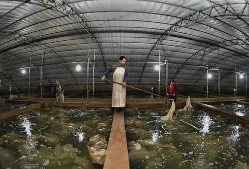 新疆沙漠变虾塘 中国水产品养殖的创新突破