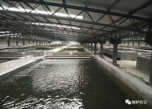 鳜鱼工厂化饲料养殖要点、案例及效益分析