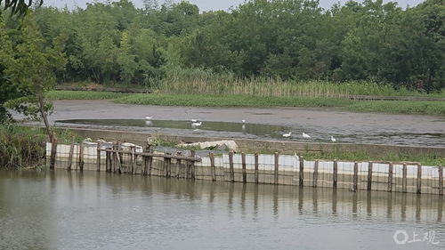 崇明河堤漏洞半年未修，鱼塘主痛失水产品 一场持续半年的“泄洪记”