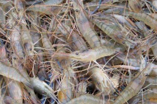 虾养殖技术 从选种到收获的完整指南