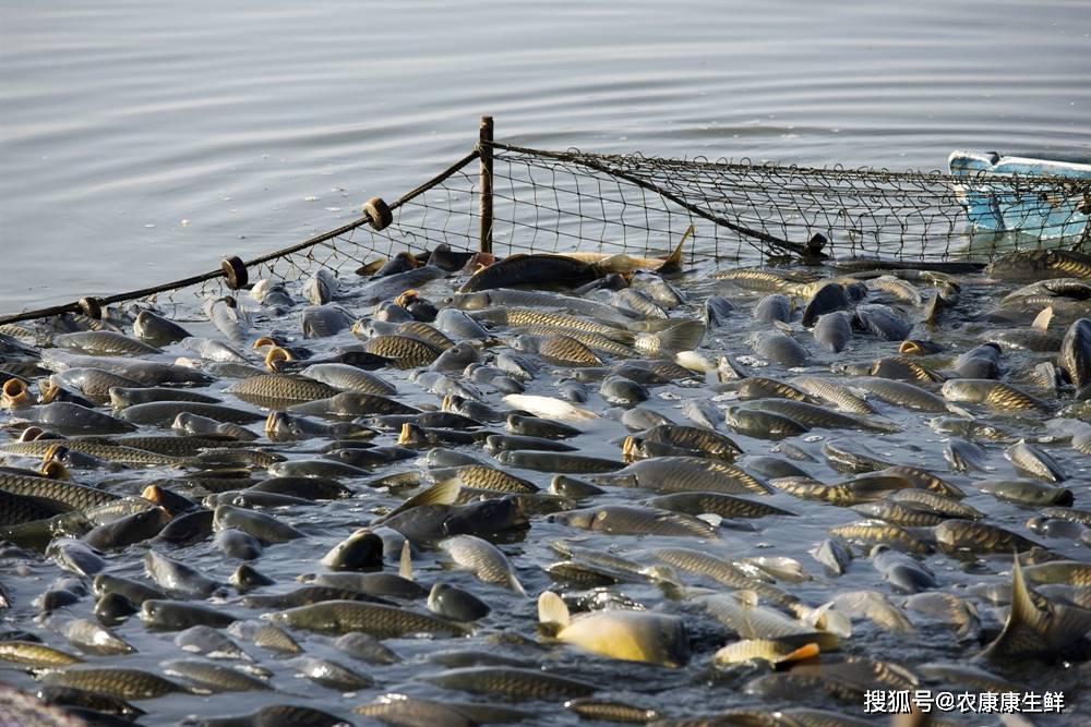 辽宁省全面推进水域滩涂规划编制，助力水产养殖业高质量发展