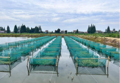 创新引领，特色先行 大力发展特色淡水鱼类养殖新篇章