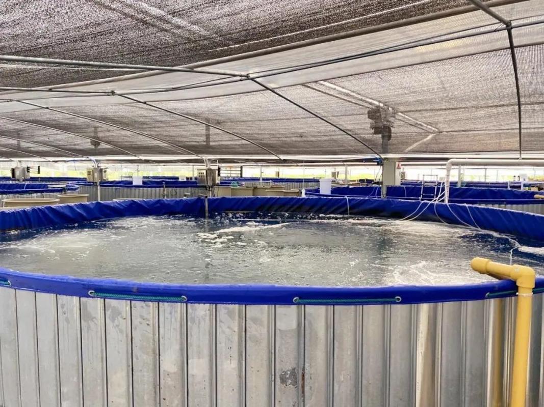 上海探索“养殖小区”新模式，高端水产品迎来工厂化春天