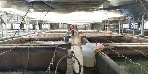 番禺 疫情下的水产养殖户 触网做电商积极自救