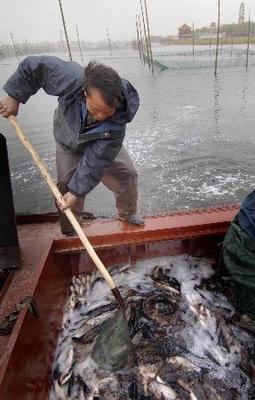 白洋淀局部水域恢复水产养殖，促进区域生态与经济协调发展