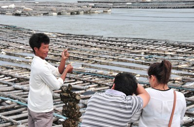 钦州大蚝养殖基地 优质水产品养殖的典范