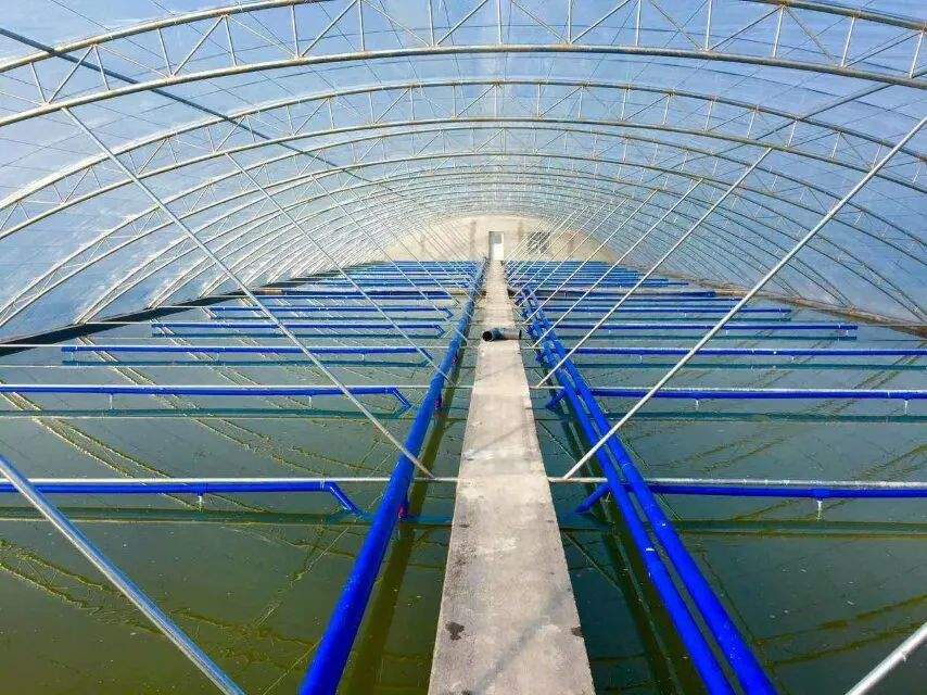 头部烤鱼品牌携手水产巨头，共筑“活鱼现烤”行业新标杆