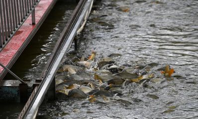 冬季恶劣天气下的水产养殖管理策略