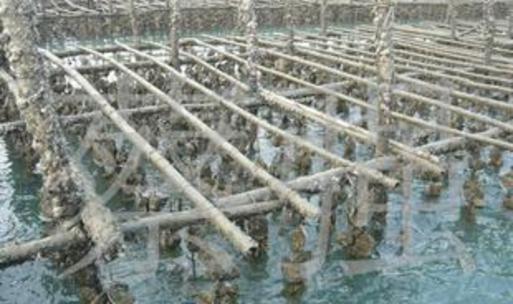 贝类养殖在水产品养殖中的关键作用与发展前景