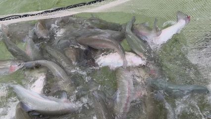 打“特色牌”，做“水文章” 鱼虾满塘皆是景的水产养殖新图景