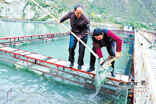 活水润山乡 甘肃陇南文县借水兴业，水产养殖产业蓬勃发展